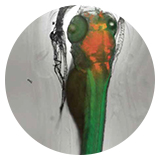 ͨ�^z-stack�@ȡ���������Ϣ