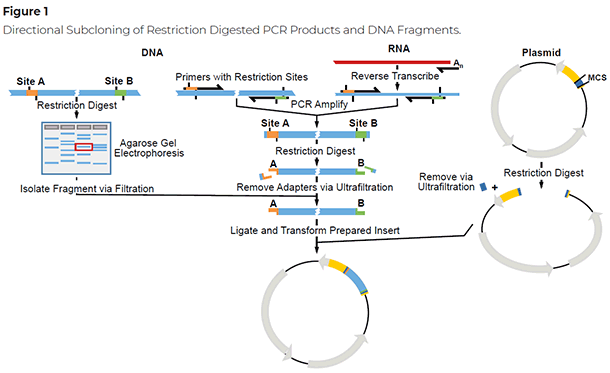超濾裝置和濾板為分子克隆和 PCR 流程提供更高通量選擇