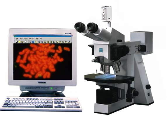 FISH�ɹ�ԭλ�s��