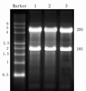 TRNzol��RNA��ȡԇ��