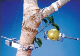 DEX����(sh��)-��ľ�o�����L�y���x--�Ї�����