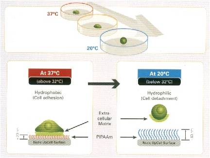 Nunc UpCell����a(ch��n)Ʒ
