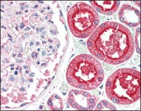 ����(y��ng)lifespan���w---һ������������