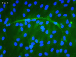 ���ļ���(x��)��