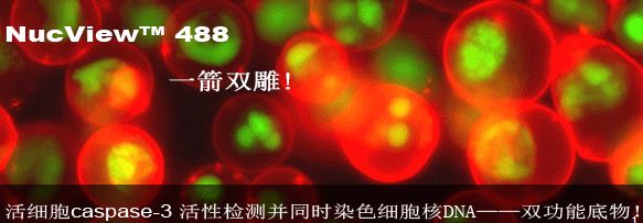 NucView 488�p���ܼ�(x��)������ԇ����