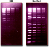 GelRed/Gelgreen����Ⱦ��--EB���Ʒ