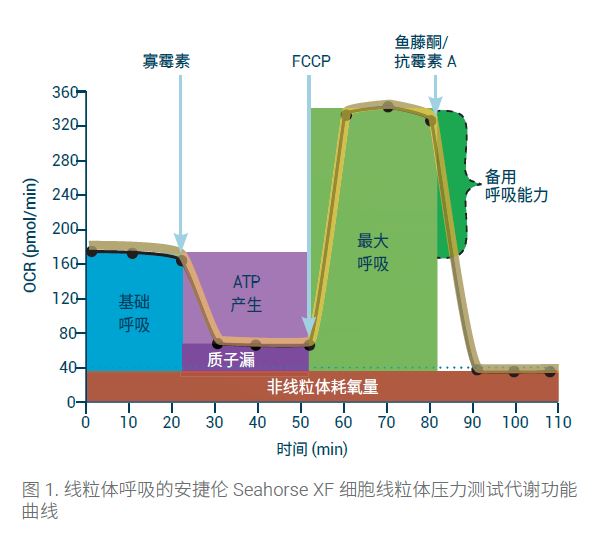 Seahorse��(x��)���������x-�����w�����yԇ-OCR