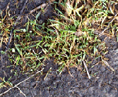 WinCAM NDVI ��Ʒ�ɫ�����x