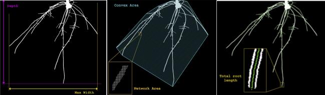 RhizoTron®��ϵ�����ͣ��^�yϵ�y(t��ng)