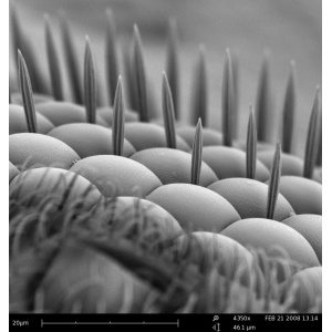 �����I(l��ng)���������@΢�R