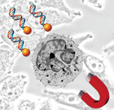 �����D(zhu��n)Ⱦԇ��