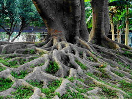 ֲ���ϵ�о���ϵ�y(t��ng)��Q����