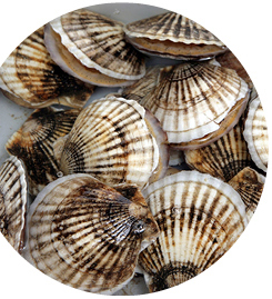 ���a��ؐ��ؙz�yԇ����