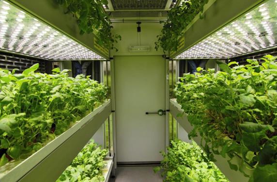 ���Ͳ���ʽֲ�����L��