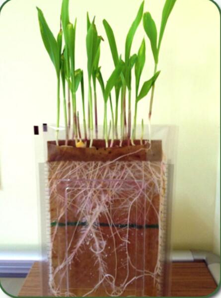 �N���Ȱl(f��)��  �N�Ӱl(f��)ѿ��