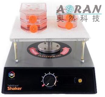 ����IBI Belly Dancer����Ⱦ/Óɫ�u��