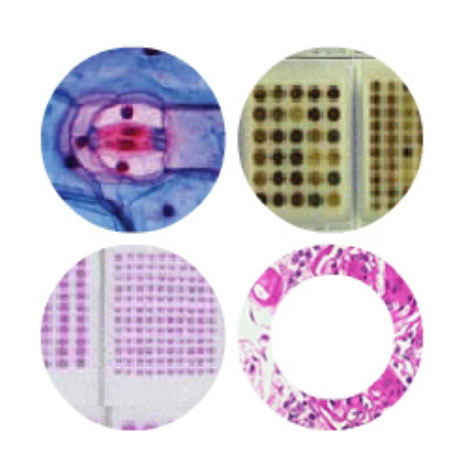 UniTMA �A(y��)�����wϞ�K