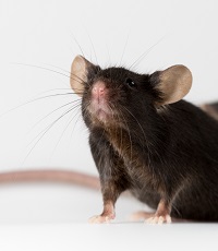 PD-1��Դ��С��