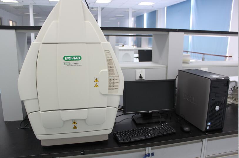 ����ChemiDoc XRS+���W�l(f��)�����z����ϵ�y(t��ng)