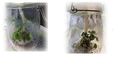 �M��΢�U(ku��)��ϵ�y(t��ng)��ֲ��M����΢�������B(y��ng)��