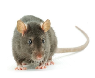 IL7-HU��Դ��С����C��(sh��)��(j��)