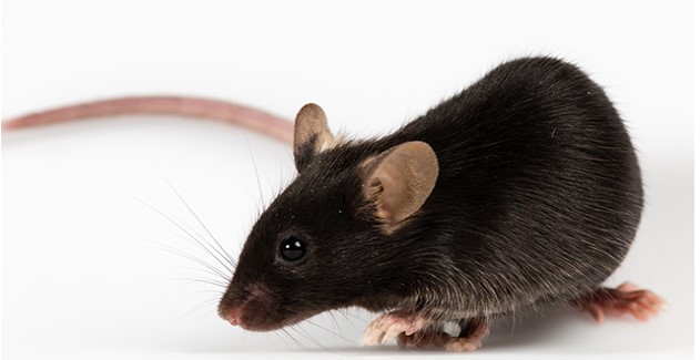 Ly6a-iCreС��Cre ������C