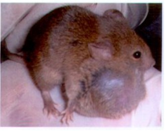 pMMTV-PLAG1�D(zhu��n)����С��