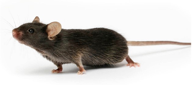 Ncr1-(2A-CreERT2��С��CreERT2������C