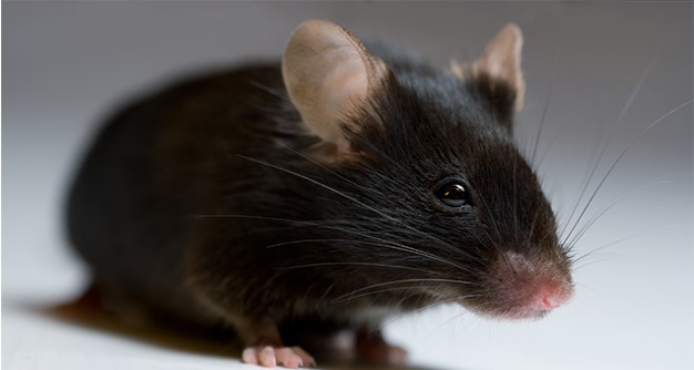 R26-(Luc-EGFP)С����C��(sh��)��(j��)