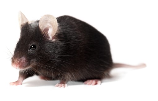 Tyr-CreERT2С����C��(sh��)��(j��)