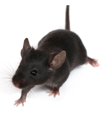 Ucp1-CreERT2С��Cre������C