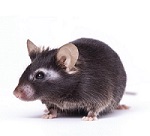 C57BL/6J���g��