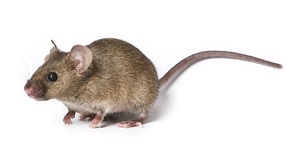 APP/PS1�p�D(zhu��n)����С��