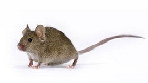 5XFAD�D(zhu��n)����С��