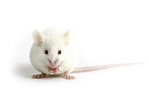 NSG-Tg(Hu-IL15)�D(zhu��n)����С��