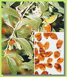 �����ȡ��