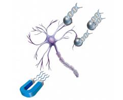 NeuroMag TM���D(zhu��n)Ⱦԇ��