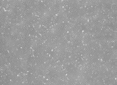 OriCell® �g���|�ɼ���