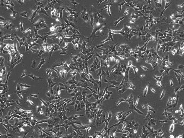 OriCell® ����ϵ���������B(y��ng)��