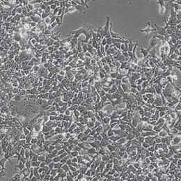 �����I����HEK-293