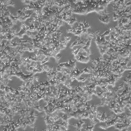 �����I����293T