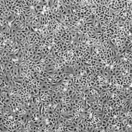 �˷�С�����ΰ�����A549