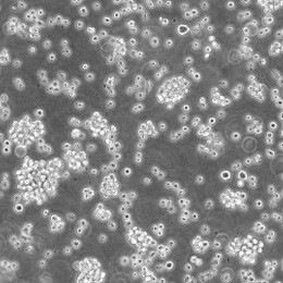 �ˆκ˼�����Ѫ��THP-1