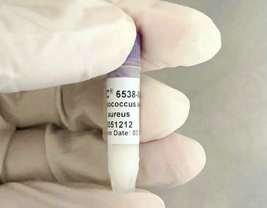 ATCC6538 ���Sɫ������� ԭ�S0��