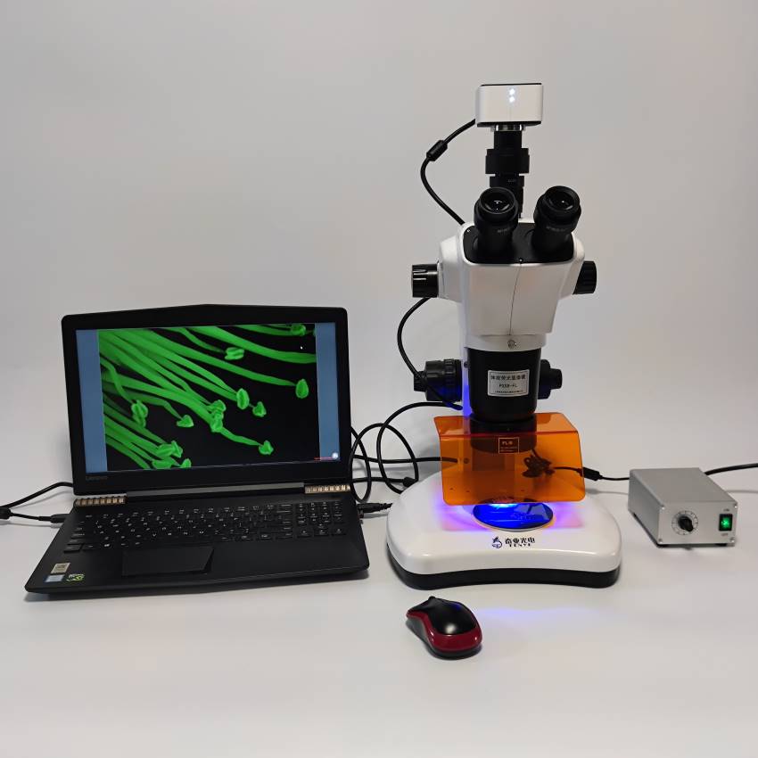 �ɹ��wҕ�@΢�RPXS8-FL�ɹ��@΢�R