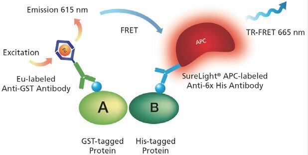 LANCETR-FRET ���g(sh��)