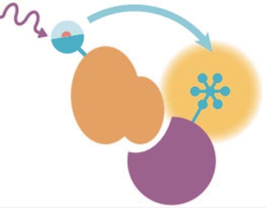 HTRF TR-FRET���g(sh��)
