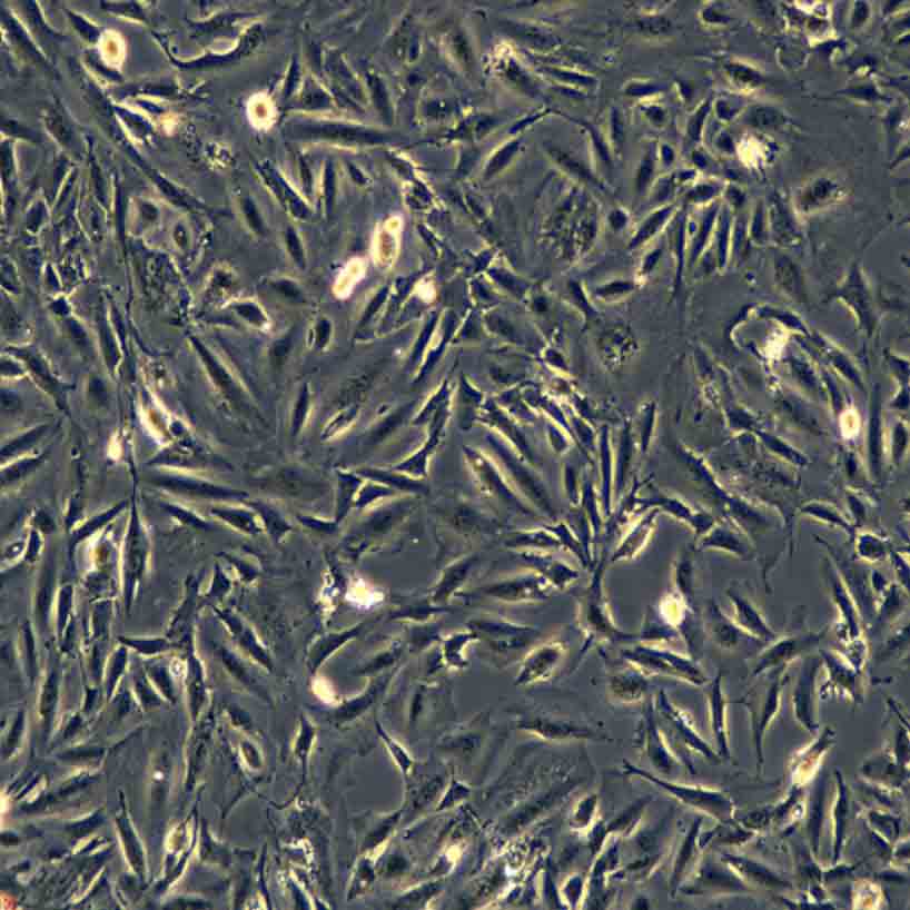 �˸�����������THLE-2�F(xi��n)؛  STRJ�b��