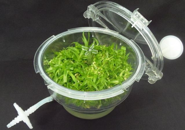 ����MATIS bioreactor���]ʽֲ�����B(y��ng)����(y��ng)��