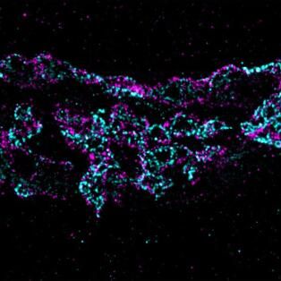 Abberior CELLS��(x��)���pɫ��(bi��o)��(zh��n)Ƭ